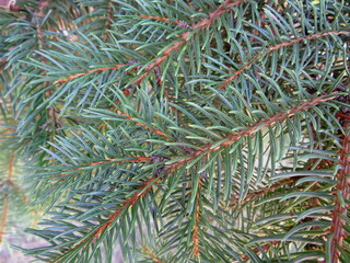 Naklejka na ściany i meble Close up outdoor view of green pine needles on the branches of a spruce fir tree. Background or wallpaper image for seasonal project. No people in the photo. Tranquil and serene beauty of nature.