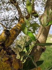 tree detail