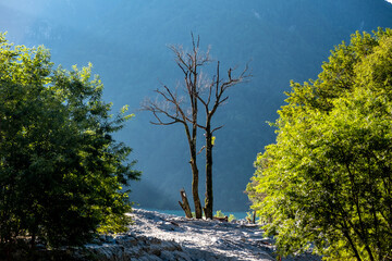 枯れ木の美しさ