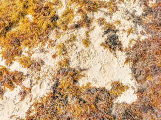 Red seaweed sargazo texture at beach Playa del Carmen Mexico.