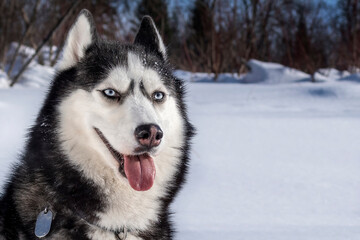 Winter portrait smiling Siberian husky dog against the background of a sunny snow-covered forest. Close-up.