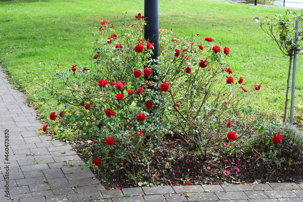 Poster rosen in den rheinanlagen von braubach