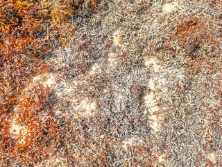 Red seaweed sargazo texture at beach Playa del Carmen Mexico.