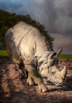 Indian rhino   on clay ground in the evening