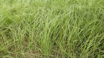 The beautiful elongated reed grasses are called green mosaic