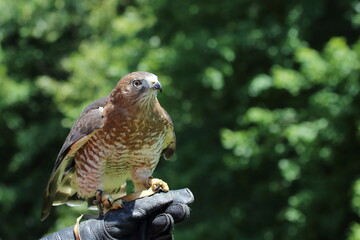 Centre de réhabilitation pour les oiseaux de proie , grand duc d'amérique, faucon émérillon, faucon pélerin, petit duc maculé, petite buse, buse à queu rousse, urubu à tête noire