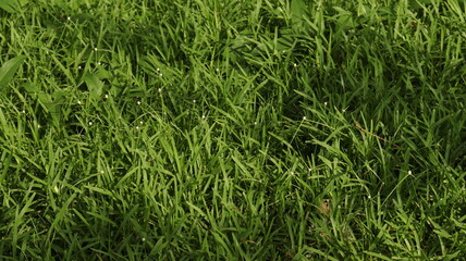 Grasses that are beautiful green mosaic with light shadow