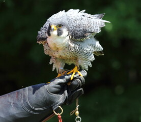 Centre de réhabilitation pour les oiseaux de proie , grand duc d'amérique, faucon émérillon, faucon pélerin, petit duc maculé, petite buse, buse à queu rousse, urubu à tête noire
