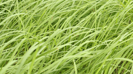The beautiful elongated reed grasses are called green mosaic