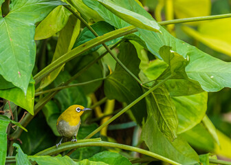 Oriental White Eye hidden in a plant