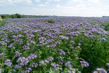 Endless fields with blooming phacelia near Orsha, Belarus