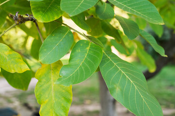 Fototapeta na wymiar walnut leaves on the tree. Background leaves, branches