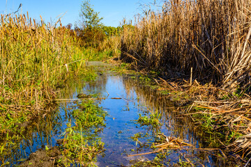 Bulrush plants in the swamp on summer