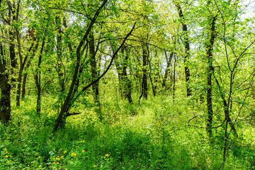 View on green forest at summer