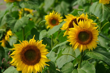 Obraz premium Are you enjoying yourself?