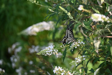 白いお花にとまっているきれいな羽をしたアゲハチョウ