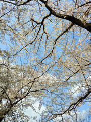 Cherry Blossom And Sky