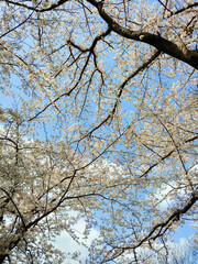 Obraz premium Cherry Blossom And Sky
