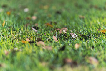 Autumn leaf lies in dry grass. Faded autumn grass. macro photo of nature, autumn background.