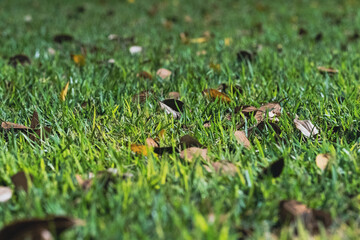 Autumn leaf lies in dry grass. Faded autumn grass. macro photo of nature, autumn background.