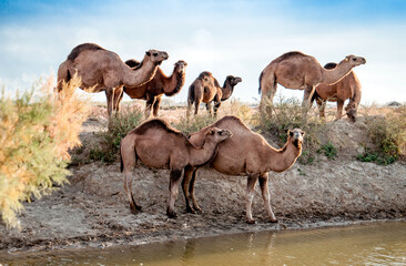 Camels at the watering place drink water graze in the steppes, heat, drought, Kazakhstani steppes.