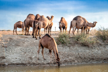 Camels at the watering place drink water graze in the steppes, heat, drought, Kazakhstani steppes.