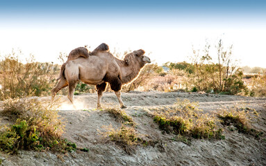 Camels at the watering place drink water graze in the steppes, heat, drought, Kazakhstani steppes.