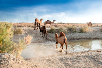 Camels at the watering place drink water graze in the steppes, heat, drought, Kazakhstani steppes.