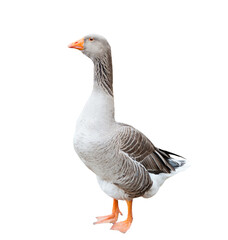 A grey goose, isolated on white background