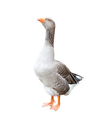 Grey goose, isolated on white background