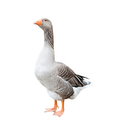 One grey goose, isolated on white background