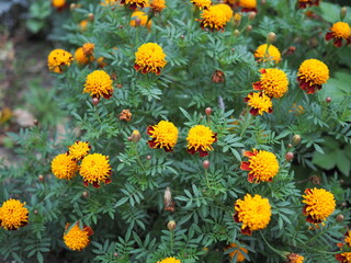 Marigolds close-up on a flower bed in the garden in the light of the sun.