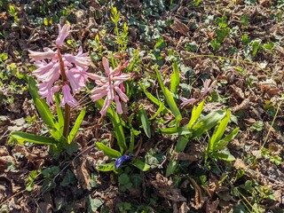 Hyacinths