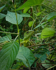 chameleon crawling on the tree