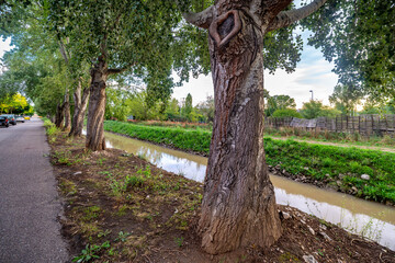 paisaje de primavera con el campo y flores en la España central en verano	