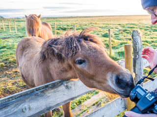 Tourist photographer photographs horse at Icelandic farm