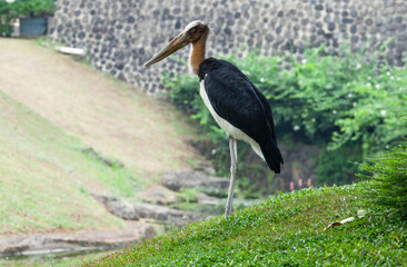 Close up the head of the marabou stork, marabou stork