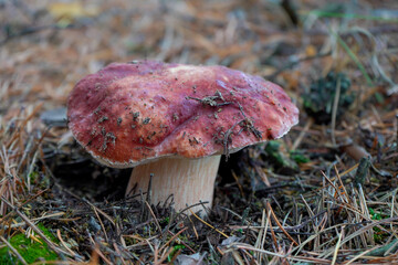 One beautiful large edible mushroom on a white leg with a brown cap grows in the forest, under the name of a white mushroom, a boletus.