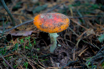 A beautiful red, orange, inedible mushroom with white dots, fly agaric grows in the forest.