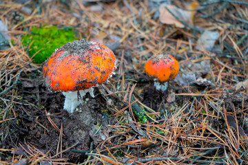A beautiful red, orange, inedible mushroom with white dots, fly agaric grows in the forest.