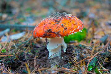 A beautiful red, orange, inedible mushroom with white dots, fly agaric grows in the forest.