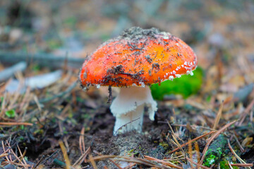 A beautiful red, orange, inedible mushroom with white dots, fly agaric grows in the forest.