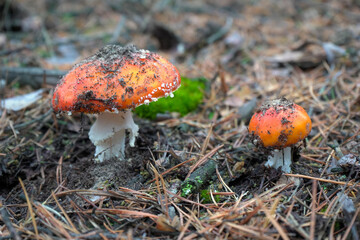 A beautiful red, orange, inedible mushroom with white dots, fly agaric grows in the forest.