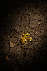 autumn underfoot, background with earth