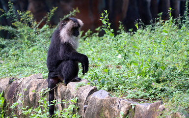 Lion tailed macaque black monkey’s