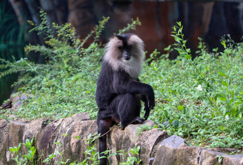 Lion tailed macaque black monkey’s