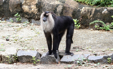 Lion tailed macaque black monkey’s