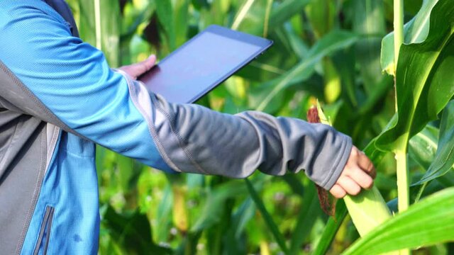 Female armer asia with digital tablet examining corn crop