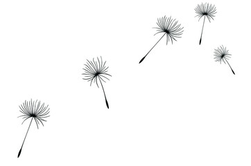 Dandelion parachutes by the wind on a white background

