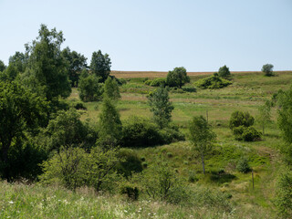 landscape with trees